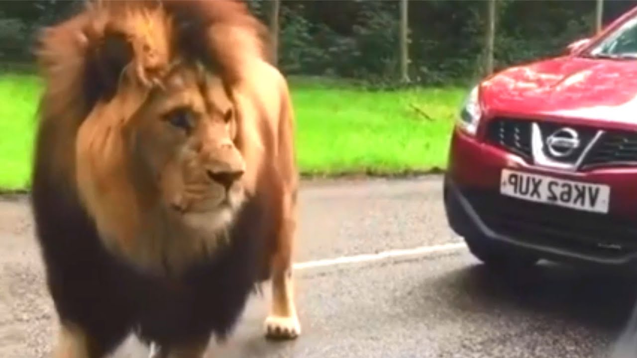 Lion Attack Humans Caught On Camera 2021 (HD) World Of Lions YouTube