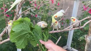 Hand Feeding Wild Aviary Cockatiels in Arizona