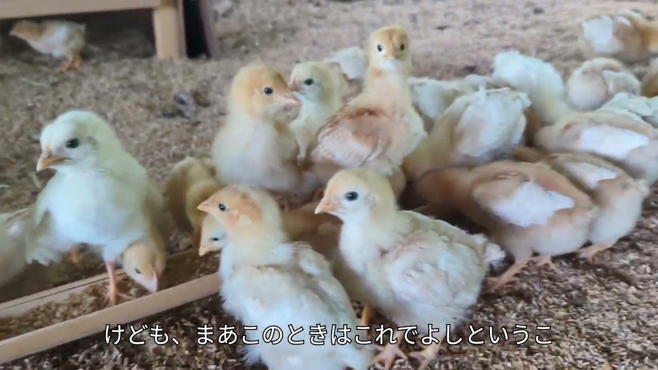 【平飼い養鶏】生後２週間のヒナたちが鶏舎で迷子になる