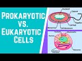 Prokaryotic vs. Eukaryotic Cells