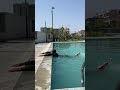 Swimming for beginners in gujrati/free style swimming technique/કિક કેવી રીતે મારવી