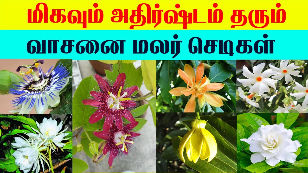 Most Lucky Fragrant Flower Plants indian astrology predictionsLucky Vasthu Flower plants