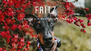 Best Allentown Dog Trainers ||| 13 Month Old Manchester Terrier, Fritz