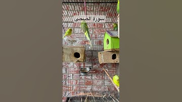 #سورة_الضحى #القرآن_الكريم #محمد_الفقيه #اليمن #المصحف #طيور #البادجي #quran #birds #budgies #texas
