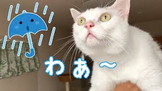 猫たちに大雨を見せたときの反応がこちら！