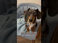 Do all Dachshunds love to roll in smelly stuff??🤢😱 #fabledfarmrescue #rescuedog #dachshund