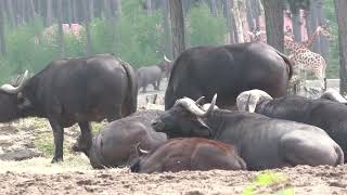 African Buffalo&#39;s chilling with their calves in Safaripark Beekse Bergen