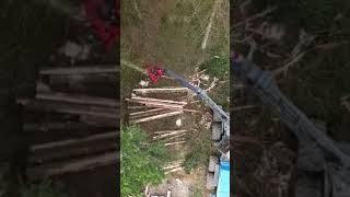 Top 10 Largest and Powerful Forest Harvesters in the World