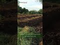 பண்ணை கழிவுகள் மூலம் மீட்டு எடுத்த மண்வளம் | 100% Proven: Revive Dead Soil with Organic Farm Waste🪴🎍
