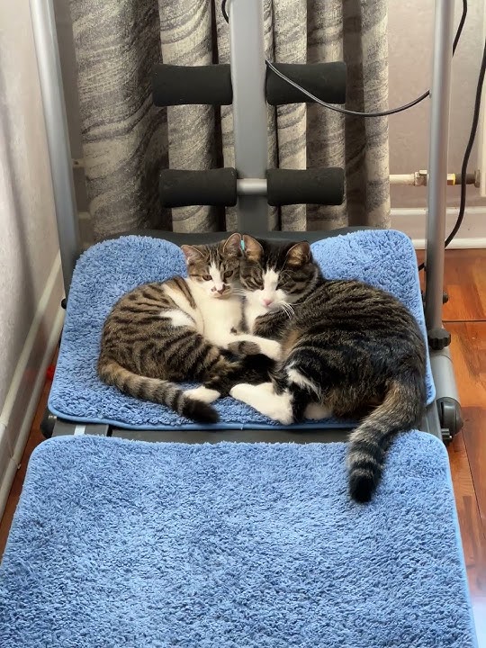 A couple 👩‍❤️‍👨 of cats 😅😍 #boldko #bindika #cat #cutecat #cute #kitten #catlovers 🥰