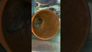 Subscriber ne gift diya petsvlog aquarium fish minivlog pets vlog guppy parrotfish goldfish