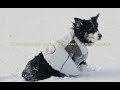 「A Man, a Dog」A Snowboarding Film