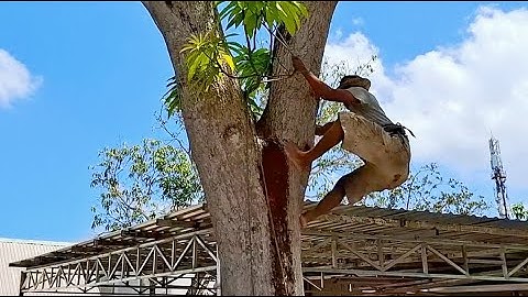 Cưa cây Xoài siêu khủng gần nhà / Sawing a super huge Mango tree near my house | T633