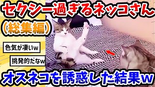 【2ch動物スレ総集編】セクシー過ぎる猫さん → オス猫を誘惑した結果www