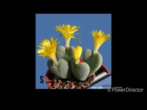 عابده الشيخ يوم لقياك