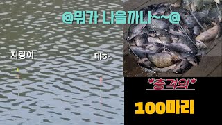 초봄 대세는 생미끼   충격의 백수 조황