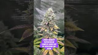 Download Lagu Spider Farmer® 90X90X180cm Complete Grow Tent Kit SF2000PRO EVO 200W  #crazybud #420 #growled MP3