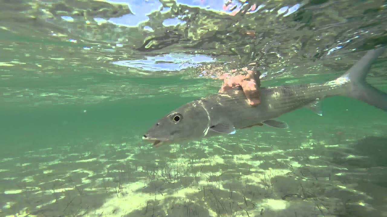 Deep Water Cay Trip
