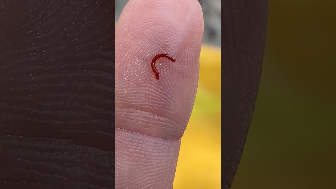 What IS IT? #larva #larvae #worm #worms #insect #insects #bug #bugs #creepy #nature #outdoors