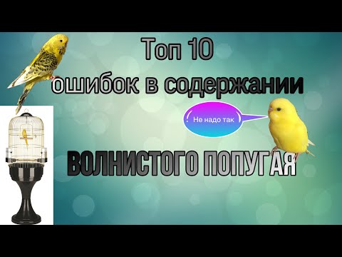 Топ 10 ошибок содержании волнистого попугая