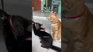 Cat Show Part 2 #cat #cats #catshorts #catvideos #catlife #catshow