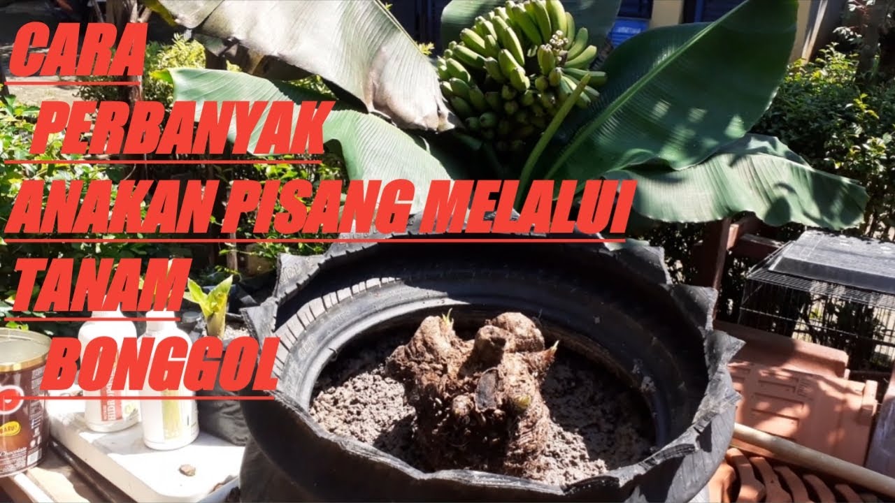 Cara menanam pohon pisang dari bonggol 