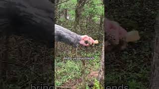 The Secret to Finding More Morel Mushrooms screenshot 5