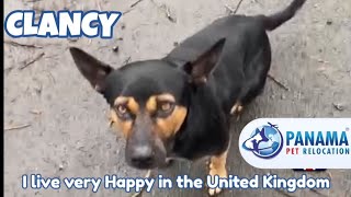 Moving Pets with Panama Pet Relocation - Your Pet travel Expert!✈️
