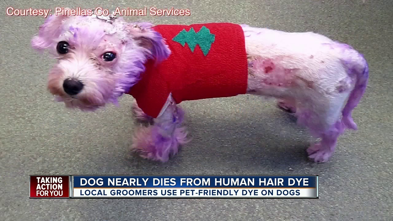 Dog nearly dies from severe burns caused by human hair dye
