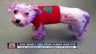 can dogs have human hair