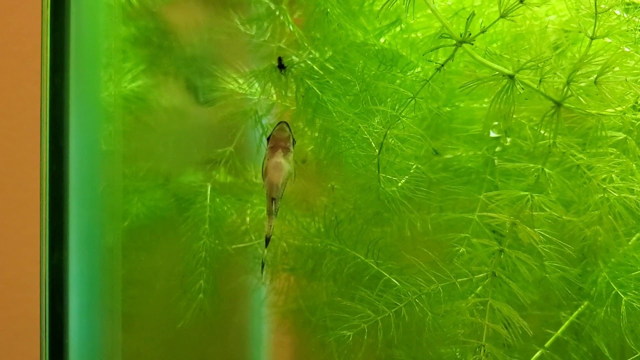 Minute Aquarium #3 | Otto Catfish