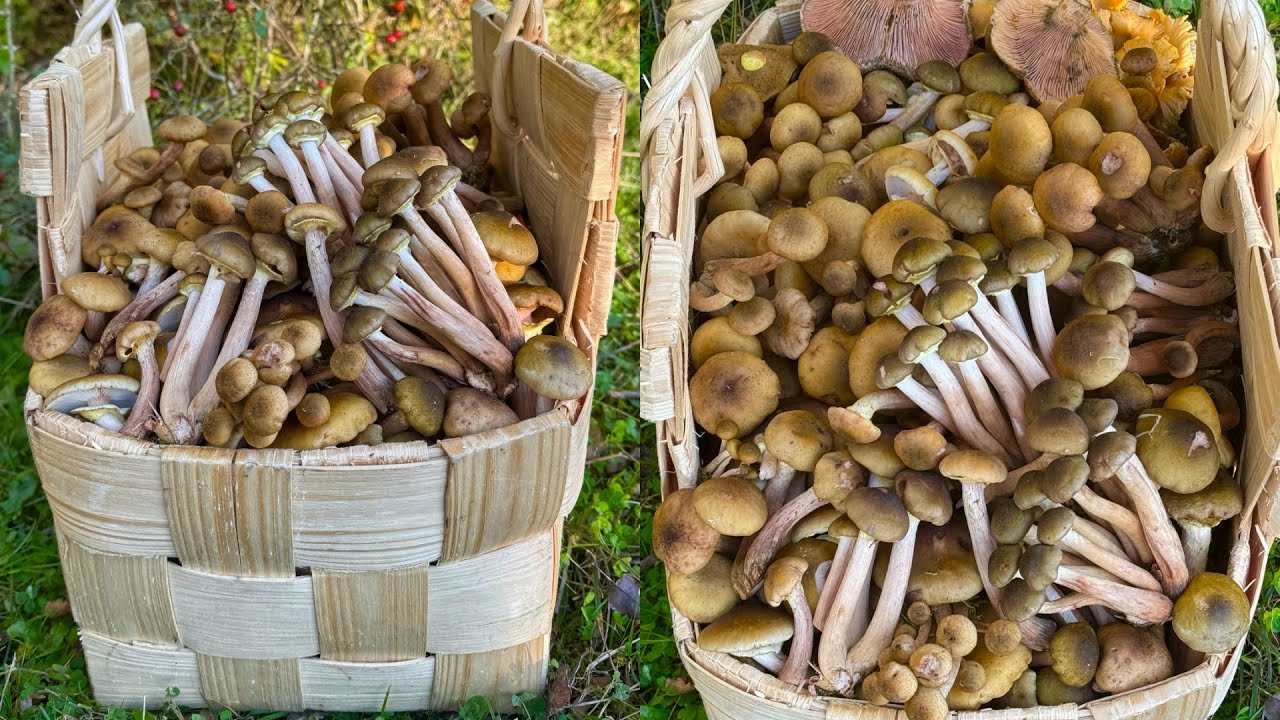 Грибники УСПЕЛИ в ПОСЛЕДНИЙ ВАГОН собрав ЭТО ЧУДО! Грибы ОПЯТА идут ПУЧКАМИ! Краснодарский край 2025