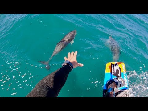 Kitesurfing with dolphins