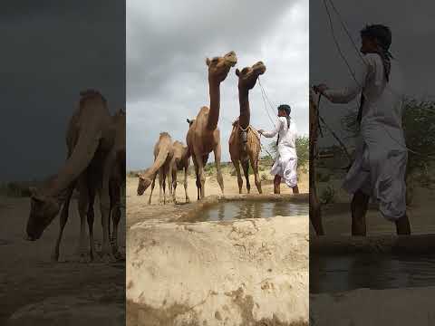 هذه المساحة الواسعة من الرمال هناك بئر قديم تتجمع حوله بعض الإبلأعناقها الطويلة منحنية تطفئ عطشها 