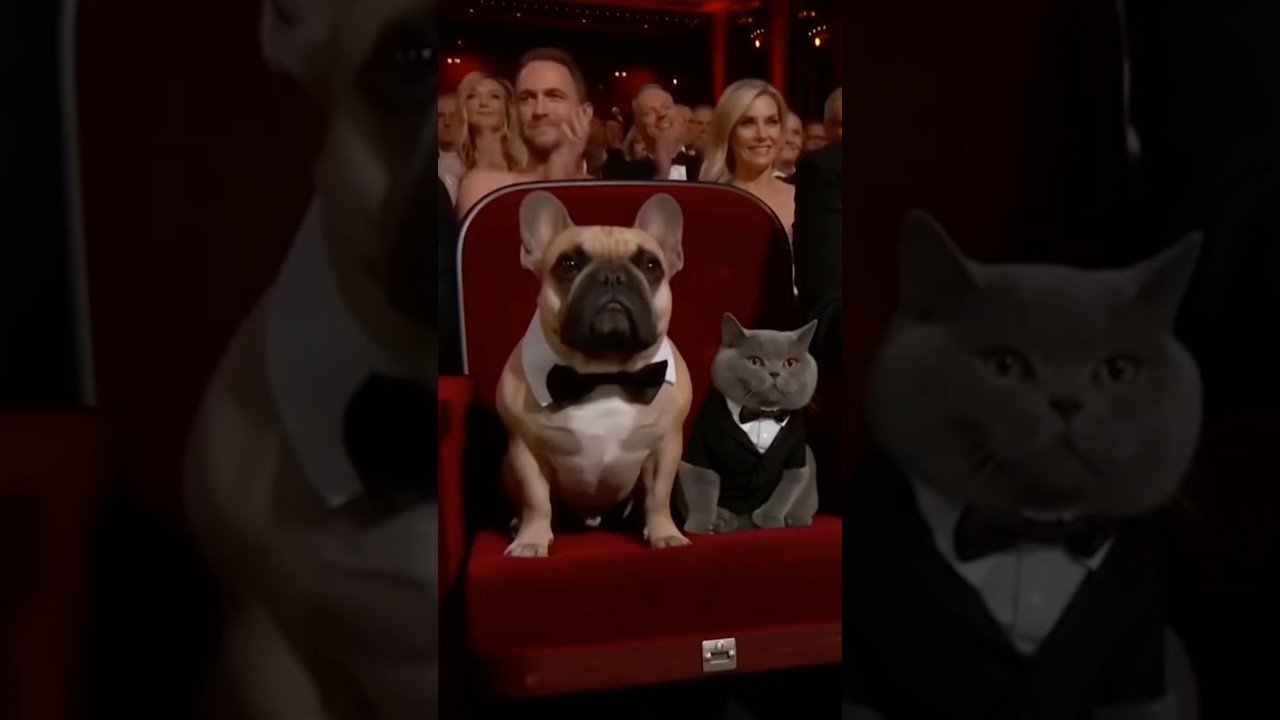 Bulldog wins Best Actor at the Oscars! 🏆 Cat and dog funny video 😂🐶🐱 | 🎬