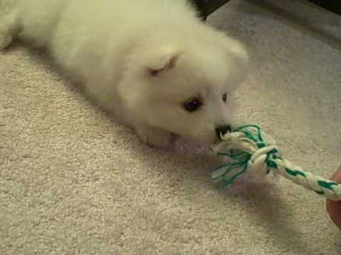 Where To Find Japanese Spitz Puppies For Sale Dogable