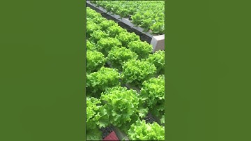 Xà lách thủy canh - Mô hình đem lại năng suất cao! #shorts