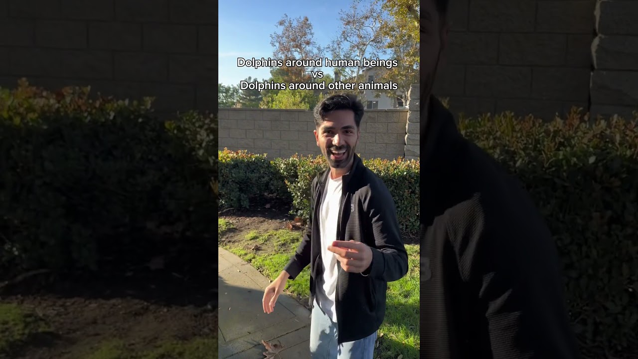 Dolphins around human beings vs dolphins around other animals. 