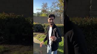 Dolphins around human beings vs dolphins around other animals. #shorts #skit #funny Dolphins around human beings vs dolphins around other animals. #shorts #skit #funny