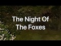The Night Of The Foxes - 5 Fox Cubs and Mum, Exploring Under My Balcony. 