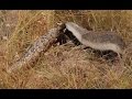 Snake killers honey badgers of the kalahari nature documentary