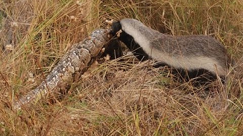 Snake Killers: Honey Badgers of The Kalahari [Nature Documentary]