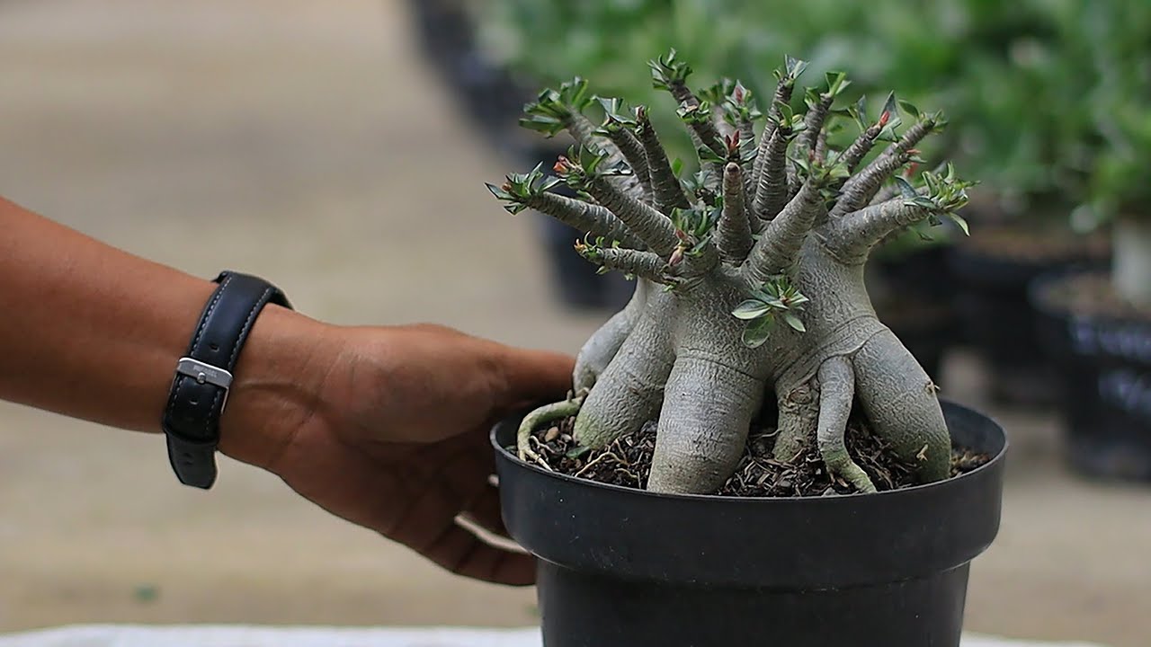 How to Enlarge the Stem / Caudex of the Adenium Plant. Desert Rose