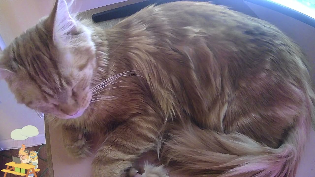 Rain Sounds with my Sleepy Cat until he decides to get up!