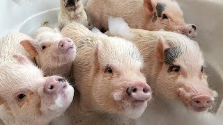Mini Pigs - Funny And Cute Mini Pig Videos Compilation (2019) #1