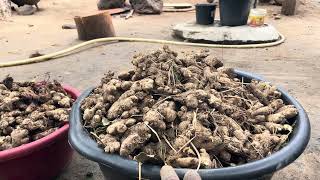 My Ginger Farming process for 2026 from A-Z | Planting Phase