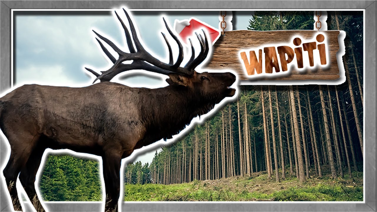 Wapiti La Bestia Ruidosa Del Bosque Documental De Animales Salvajes wapiti-la-bestia-ruidosa-del-bosque-documental-de-animales-salvajes