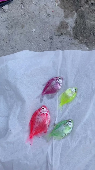 IKAN HIAS KU PADA MATII😭😭#ikan #ikanhias #ikanglowfish #ikanglofish #ikan