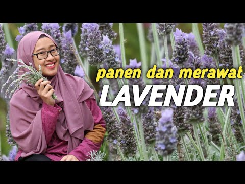 Video: Bolehkah Anda Menanam Lavender Di Zon 8 - Memilih Tumbuhan Lavender Untuk Zon 8