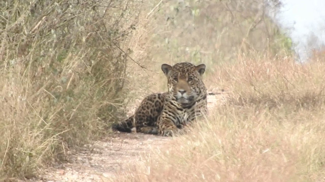 HUGE MALE JAGUAR IN THE GRAN CHACO OF BOLIVIA